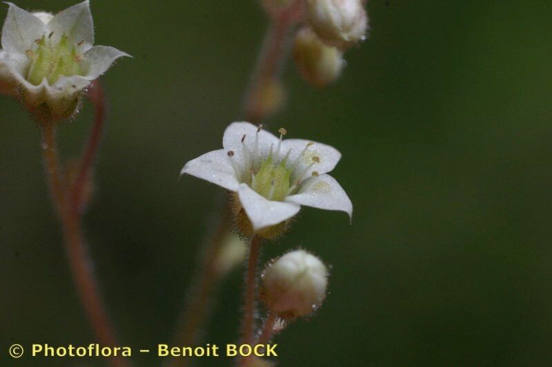 Sedum fragrans flower