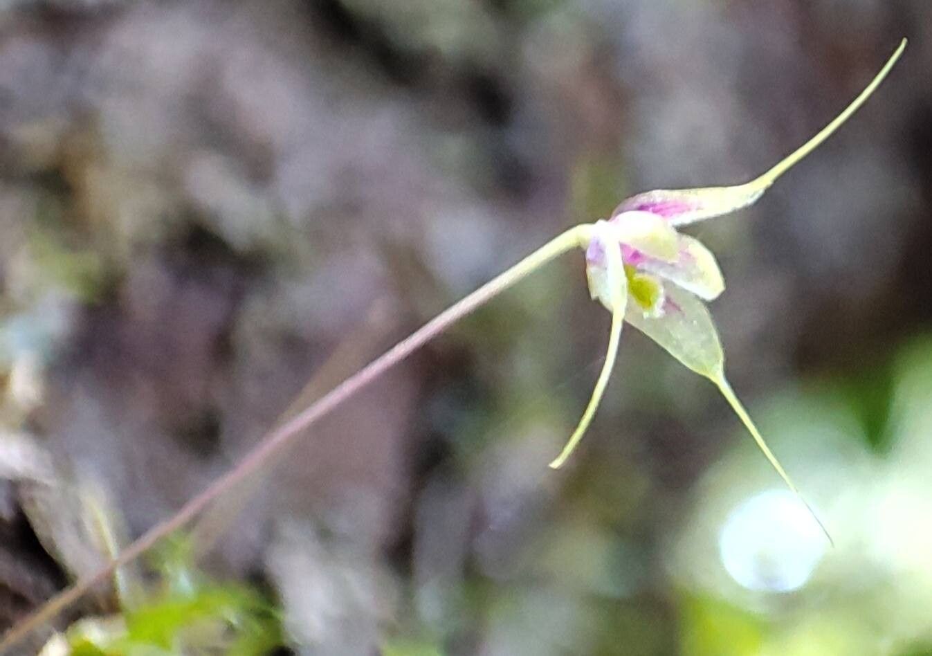 Bulbophyllum perpusillum — houseplant care guide