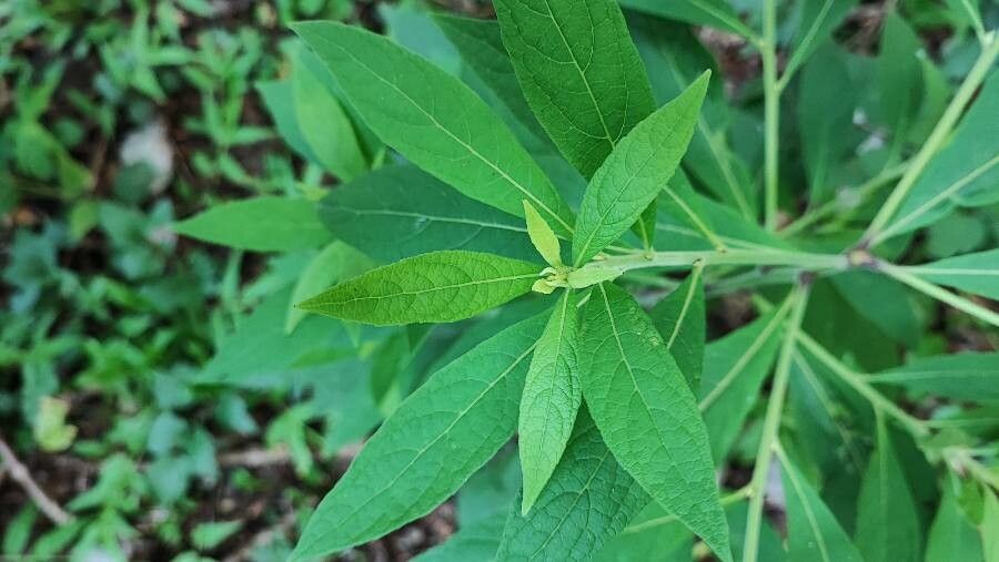 Carpesium abrotanoides — houseplant care guide