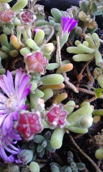 Mesembryanthemum nodiflorum fruit