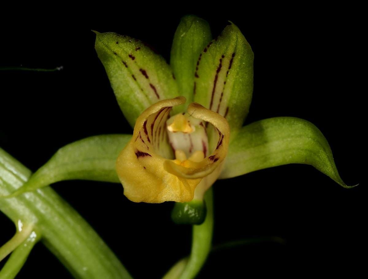 Eulophia moratii flower