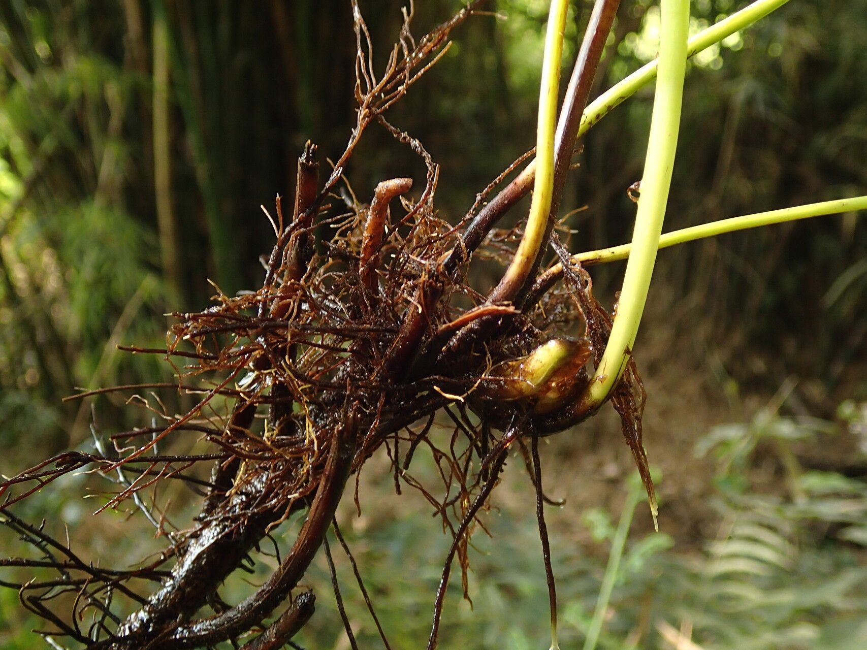Thelypteris guineensis other