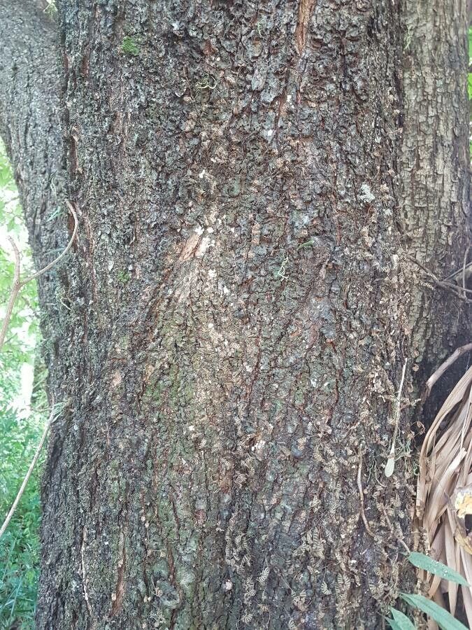 Terminalia lucida bark