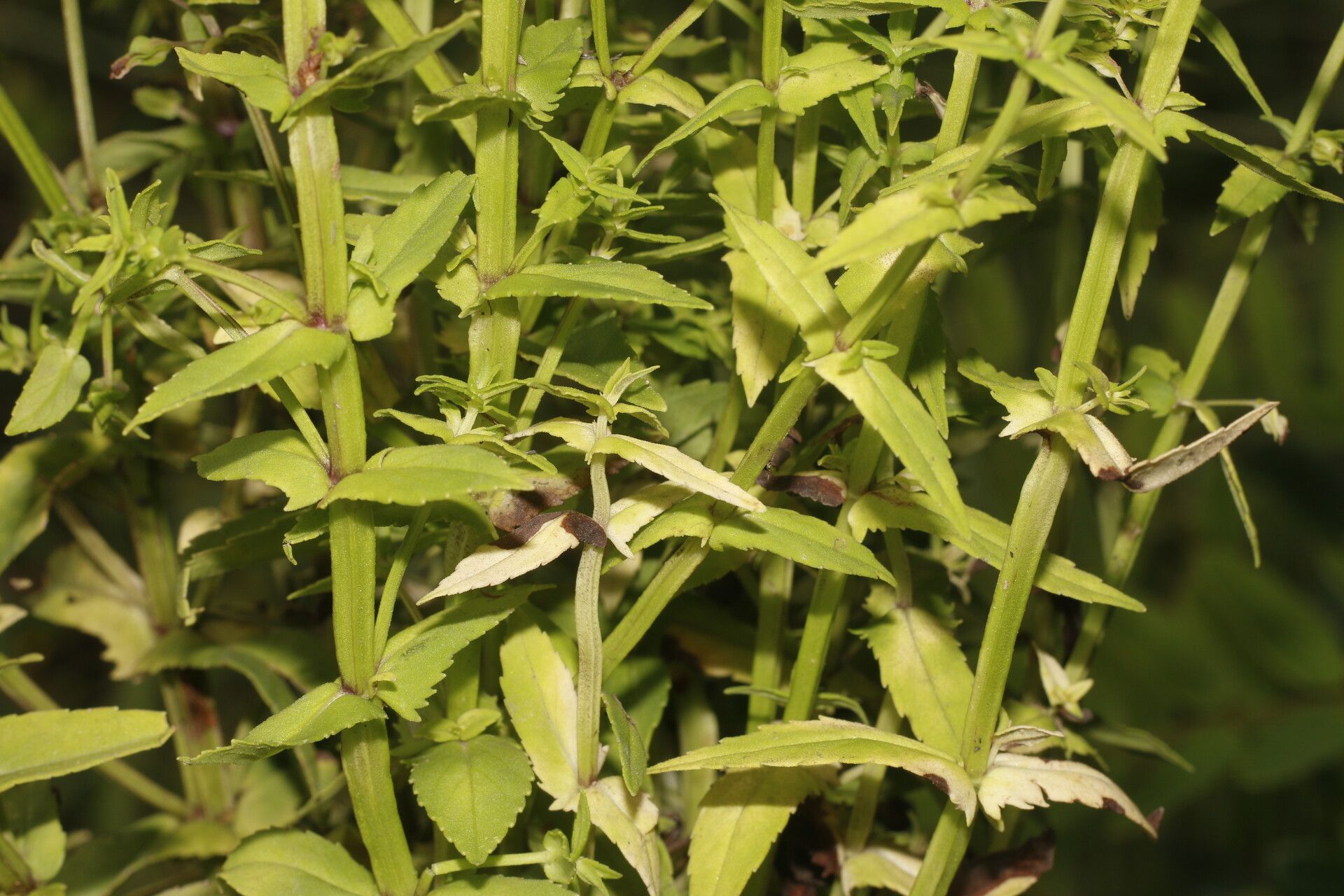 Bacopa laxiflora habit