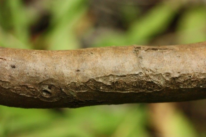 Psiadia anchusifolia bark