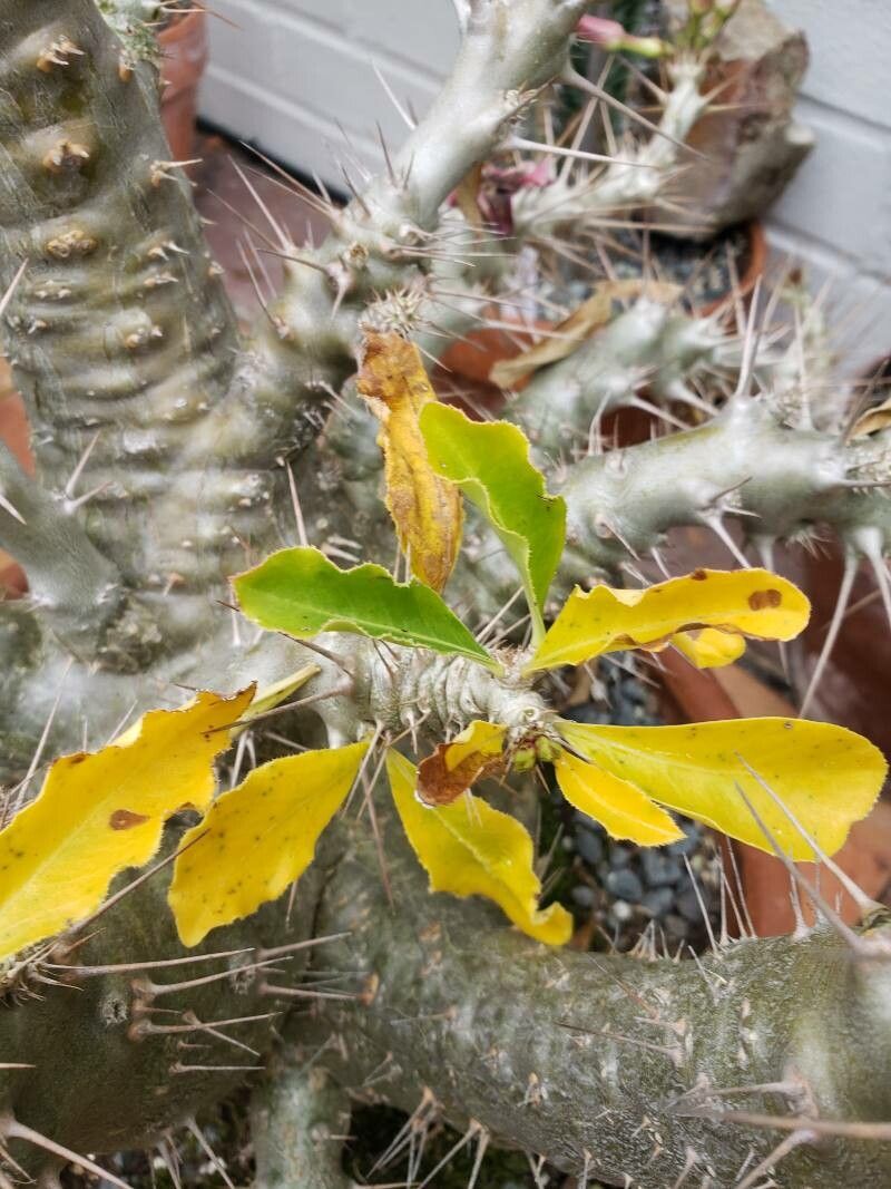 Pachypodium saundersii — search result for 'Pachypodium'