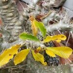 Pachypodium saundersii