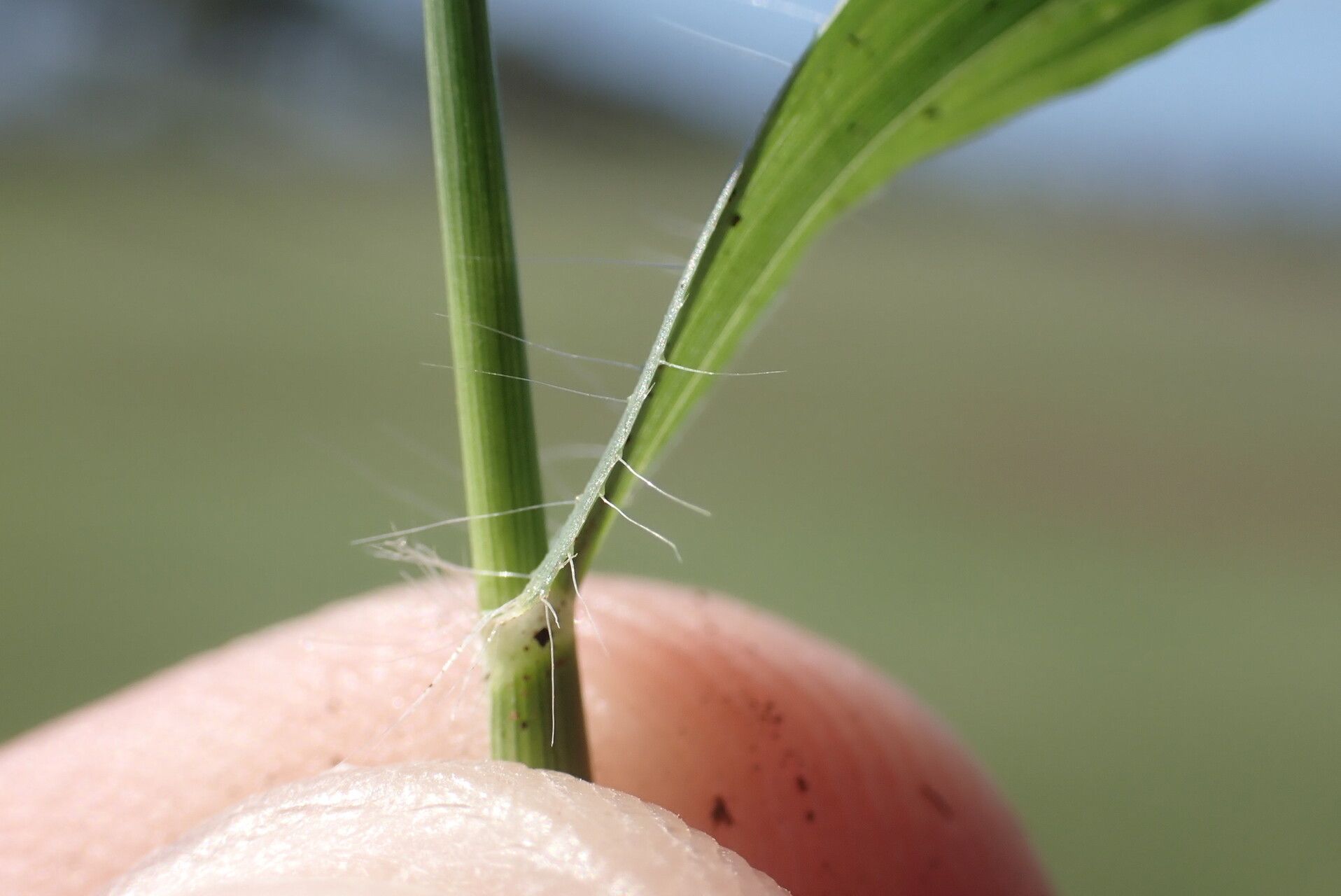 Sporobolus coromandelianus bark