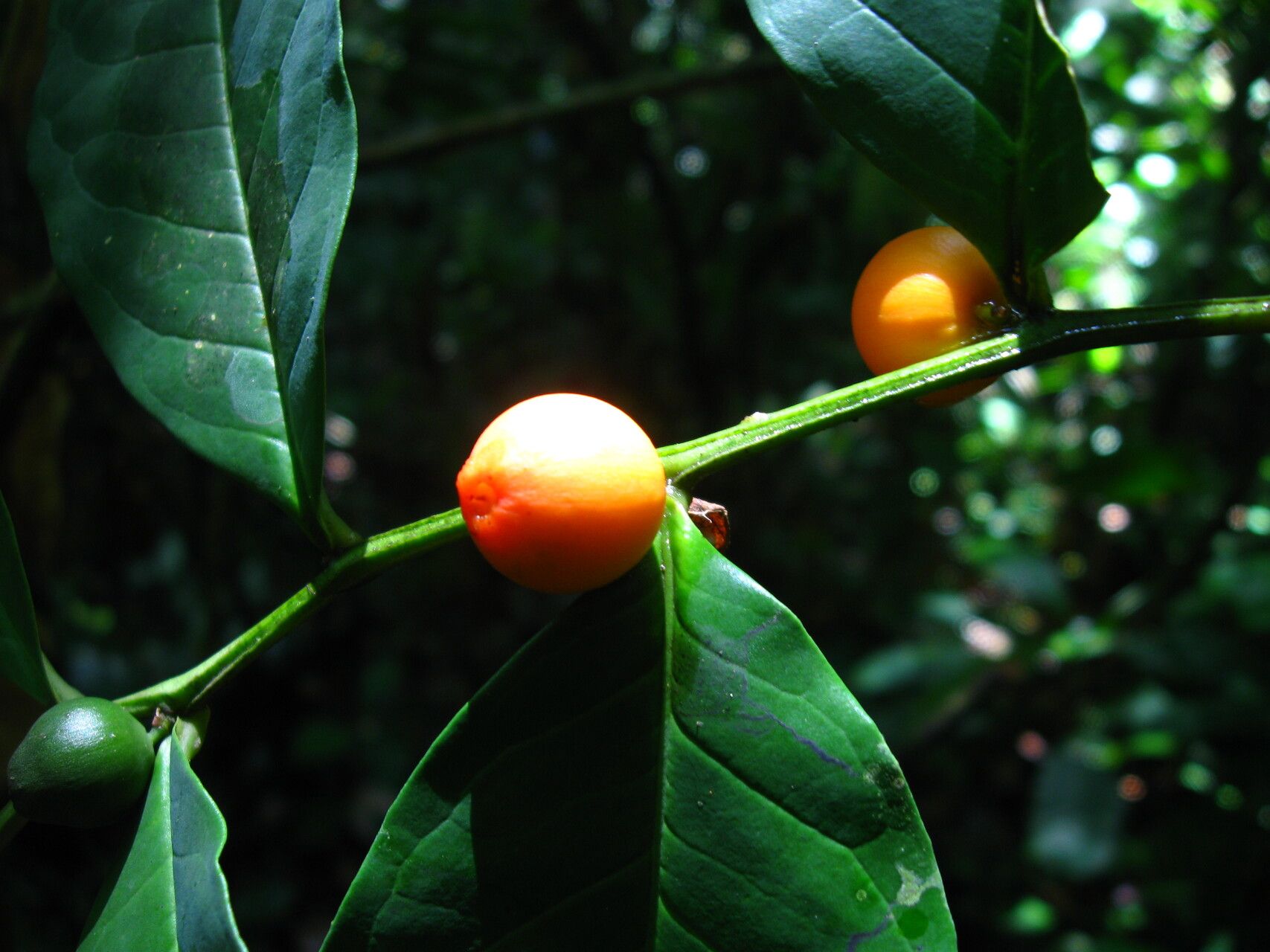 Olax latifolia fruit