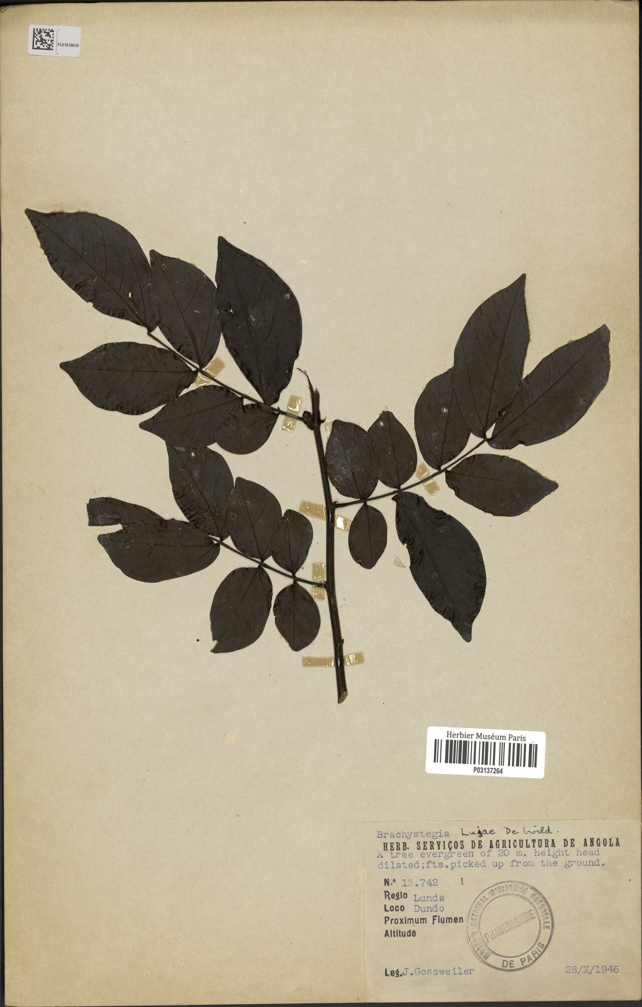 Brachystegia lujae — houseplant care guide