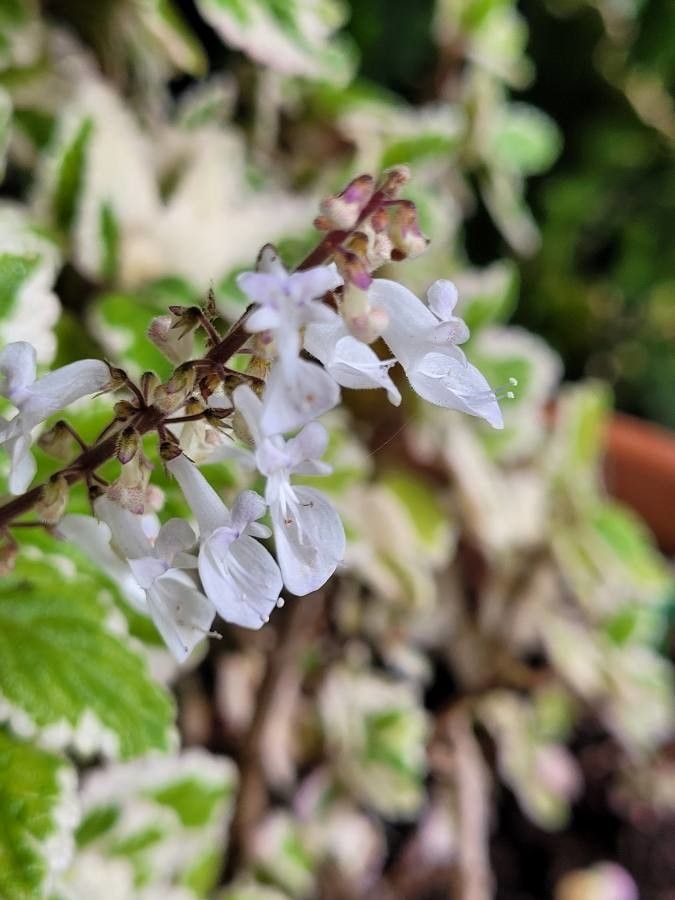 Plectranthus forsteri flower