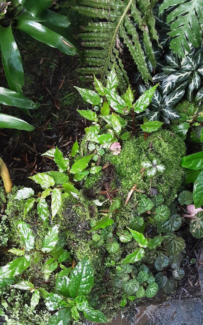 Begonia suffrutescens — houseplant care guide