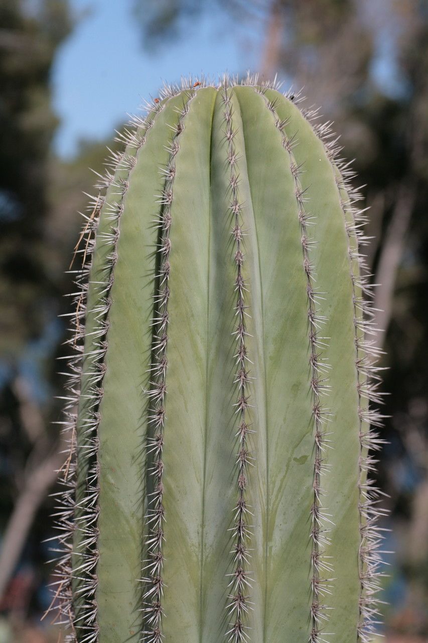 Pachycereus pringlei bark