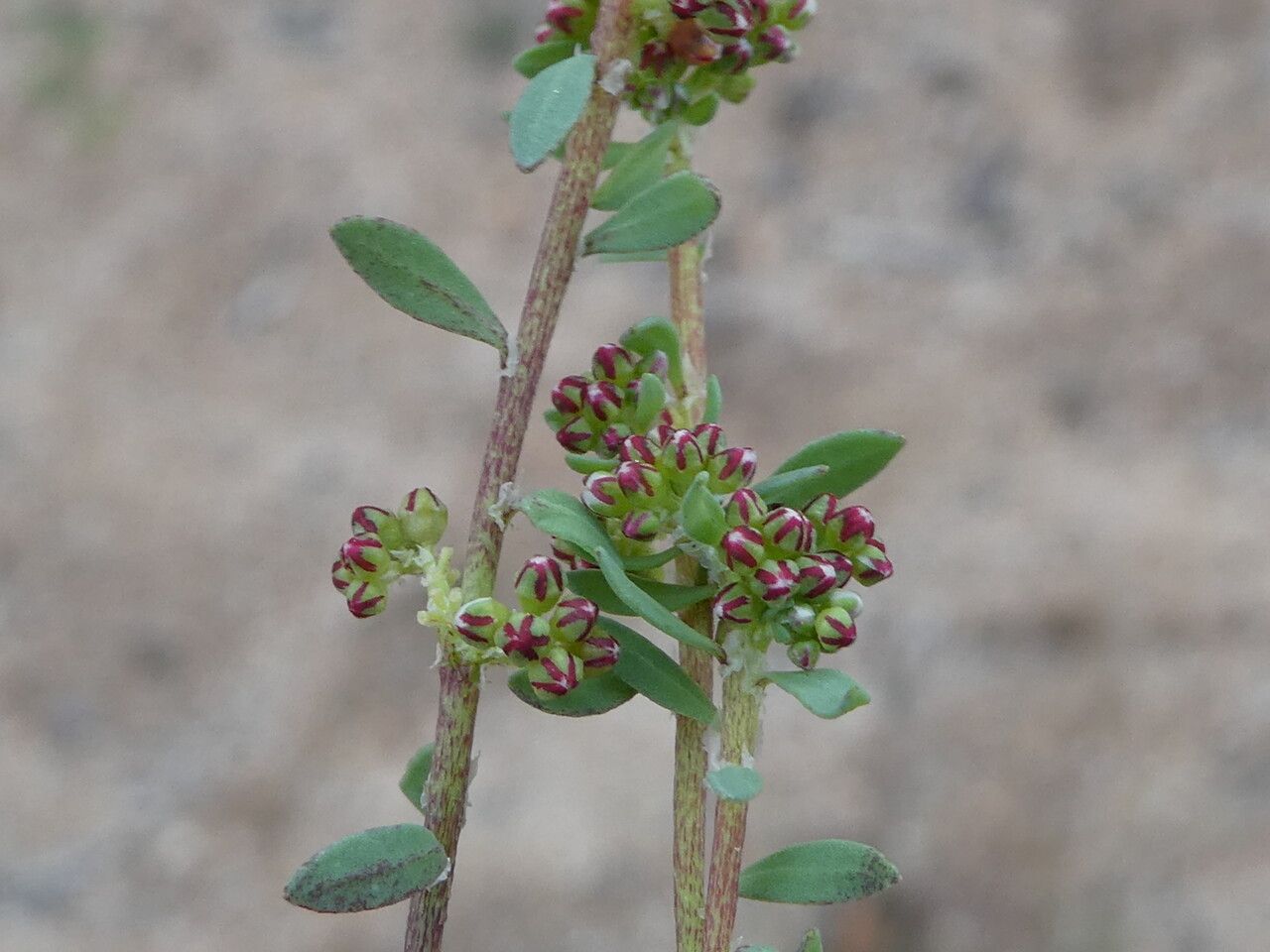 Corrigiola littoralis bark