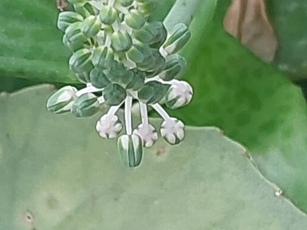 Ledebouria concolor flower