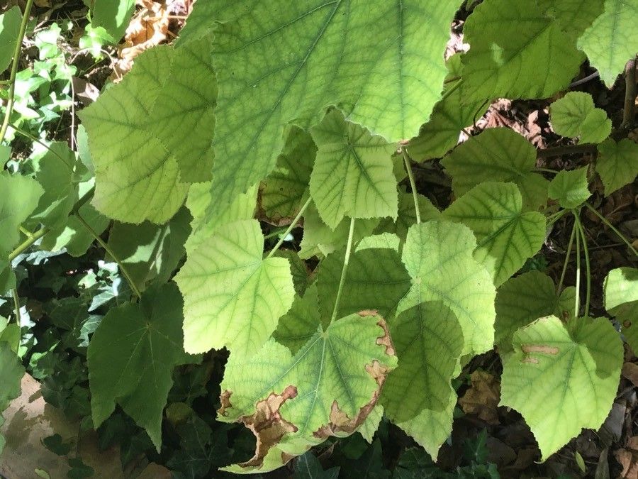 Dombeya burgessiae leaf
