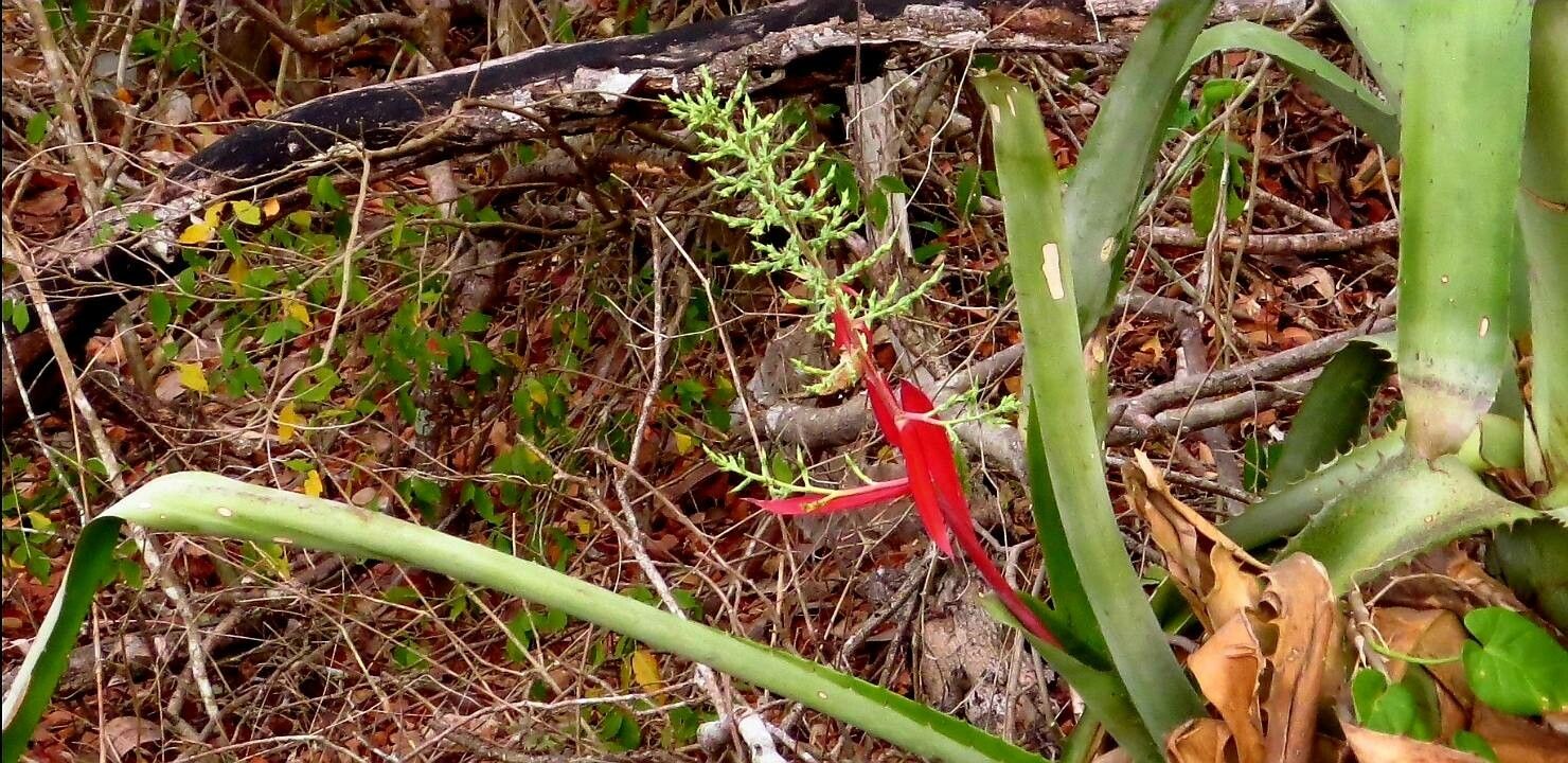 Aechmea bracteata flower