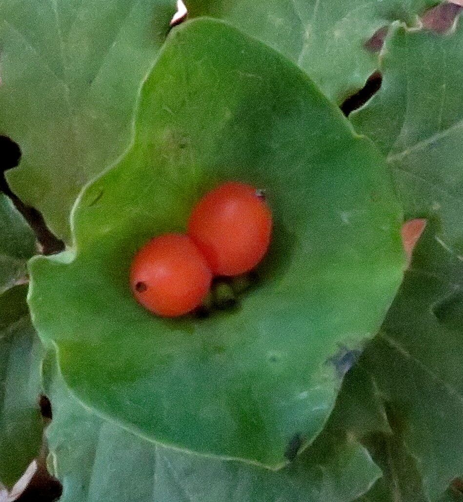 Euphorbia variabilis fruit