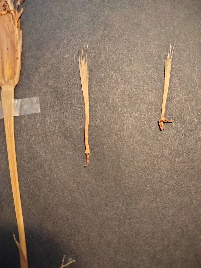 Tragopogon pterocarpus fruit