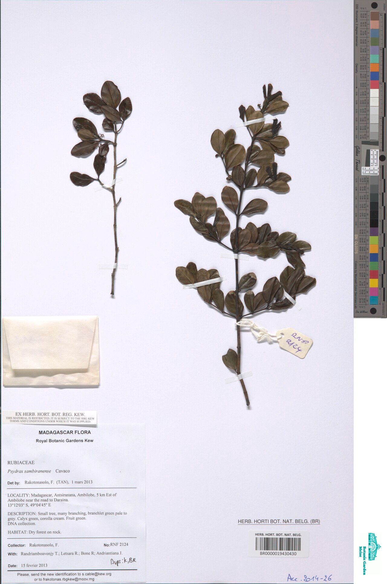 Psydrax sambiranensis — houseplant care guide