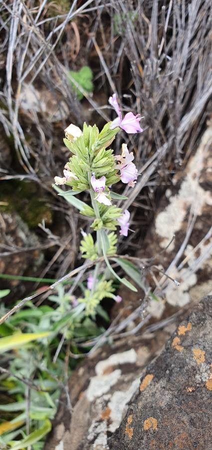 Hypoestes forskaolii flower