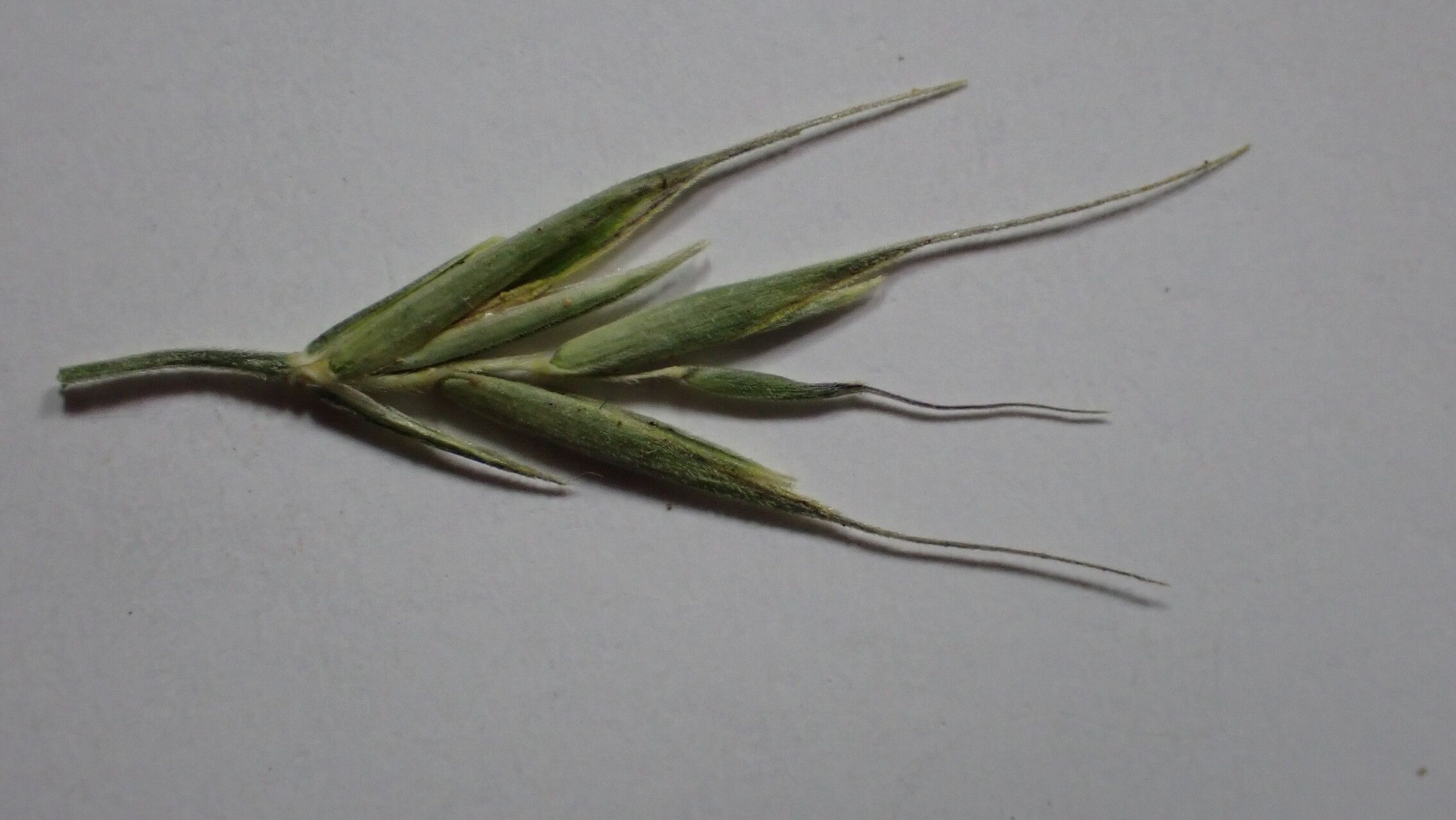 Festuca polycolea fruit
