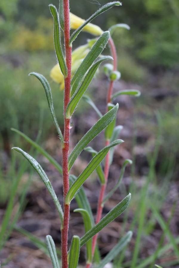 Onosma heterophylla — houseplant care guide