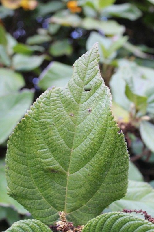 Boehmeria stipularis habit