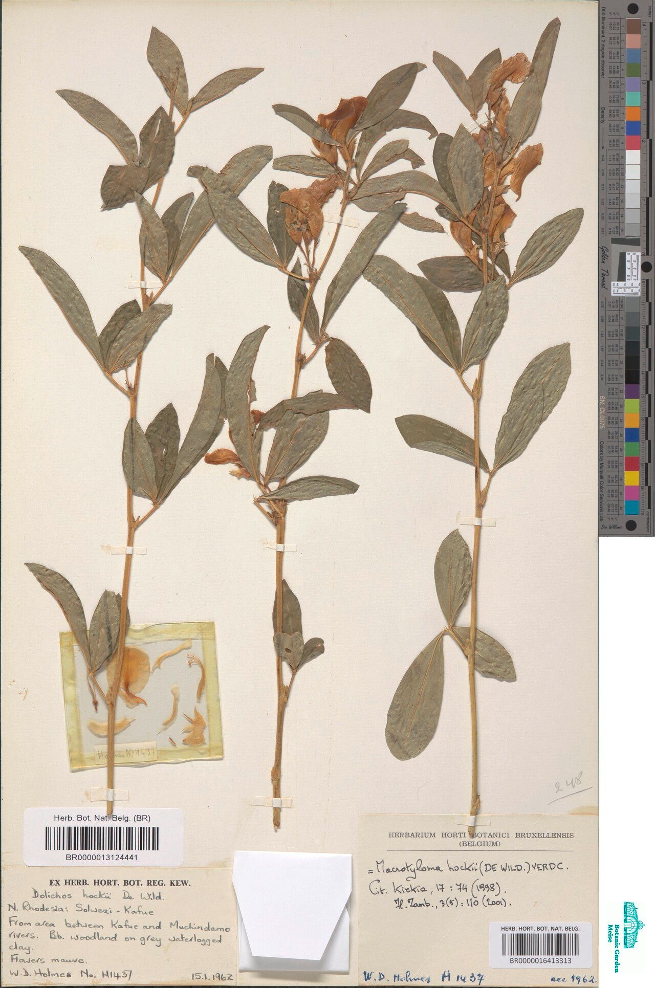 Macrotyloma hockii — houseplant care guide