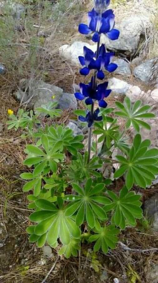 Lupinus pilosus — search result for 'Israel'