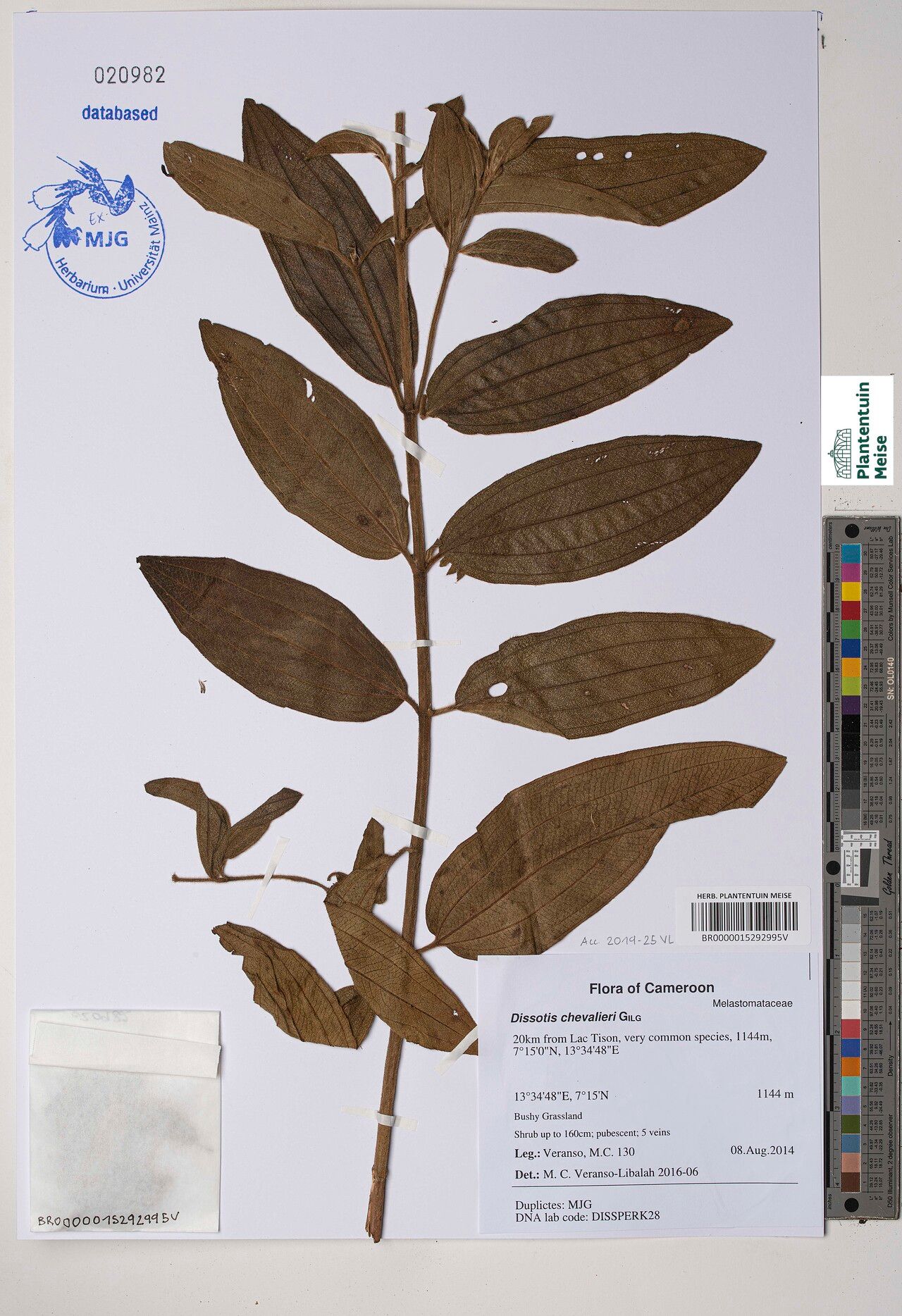 Feliciotis chevalieri — related species from the same genus