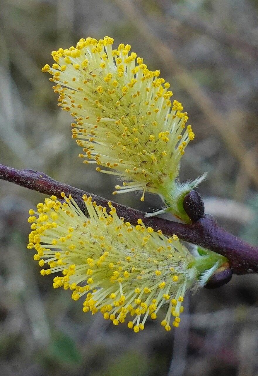 Salix repens flower