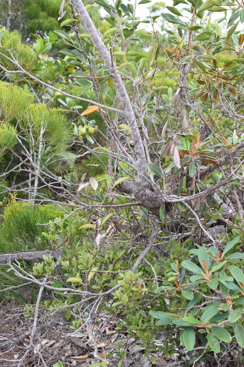 Marsdenia koniamboensis habit