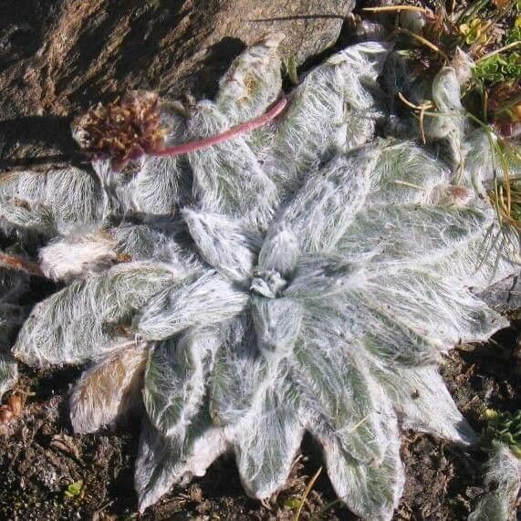 Plantago nivalis — search result for 'Plantago'