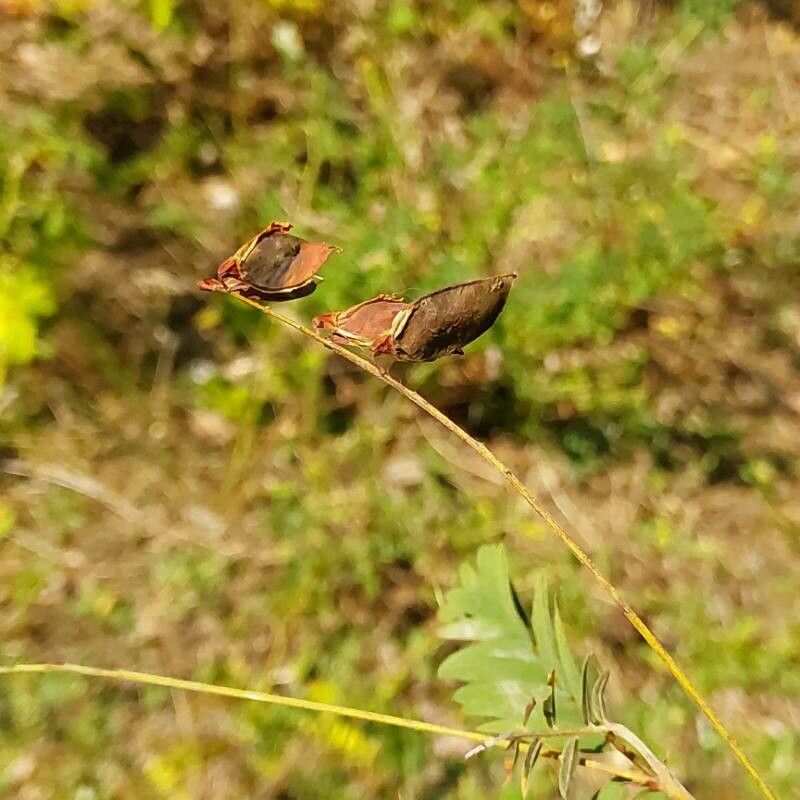 Lathyrus niger fruit