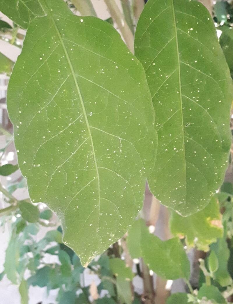 Brugmansia × candida leaf