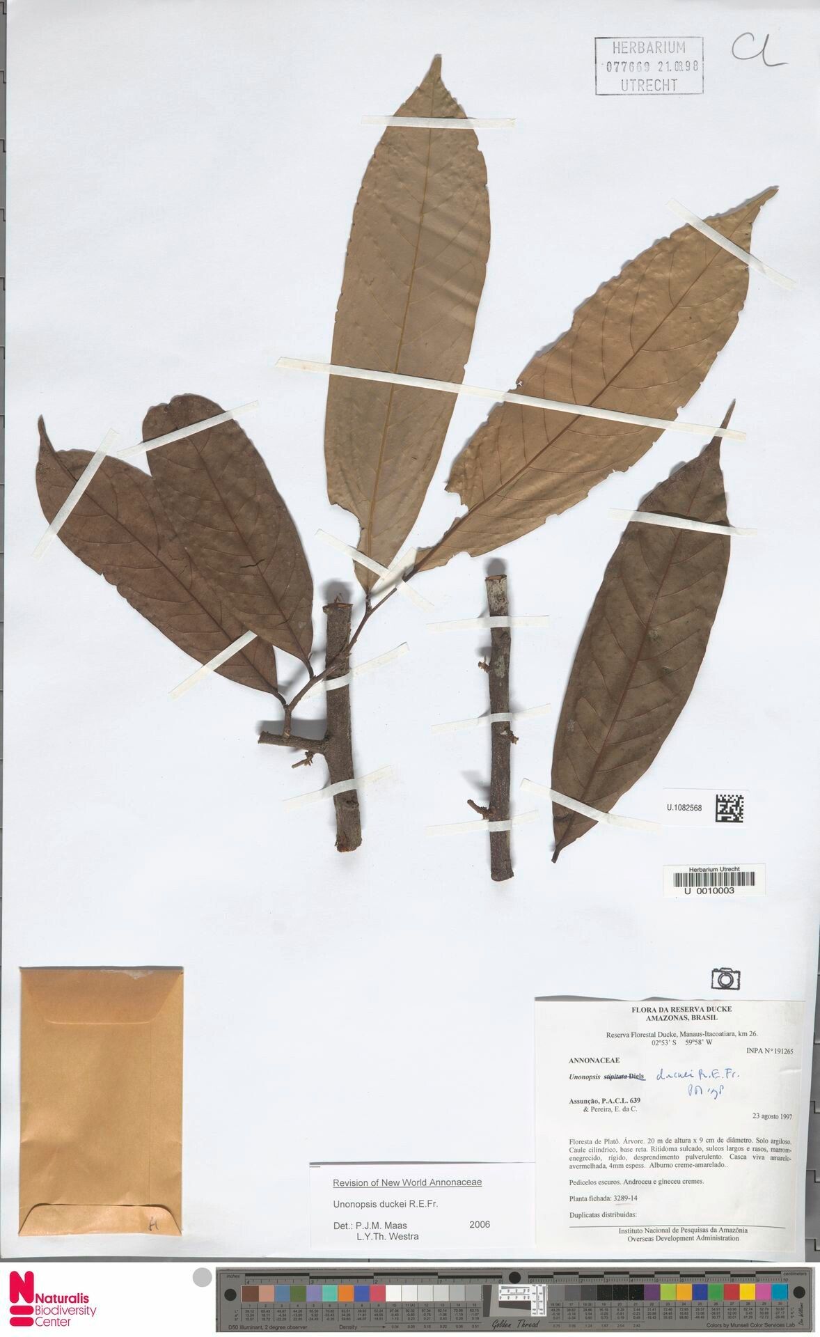 Unonopsis duckei leaf