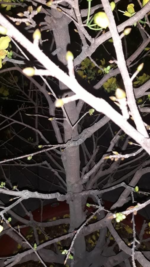 Ochna integerrima bark