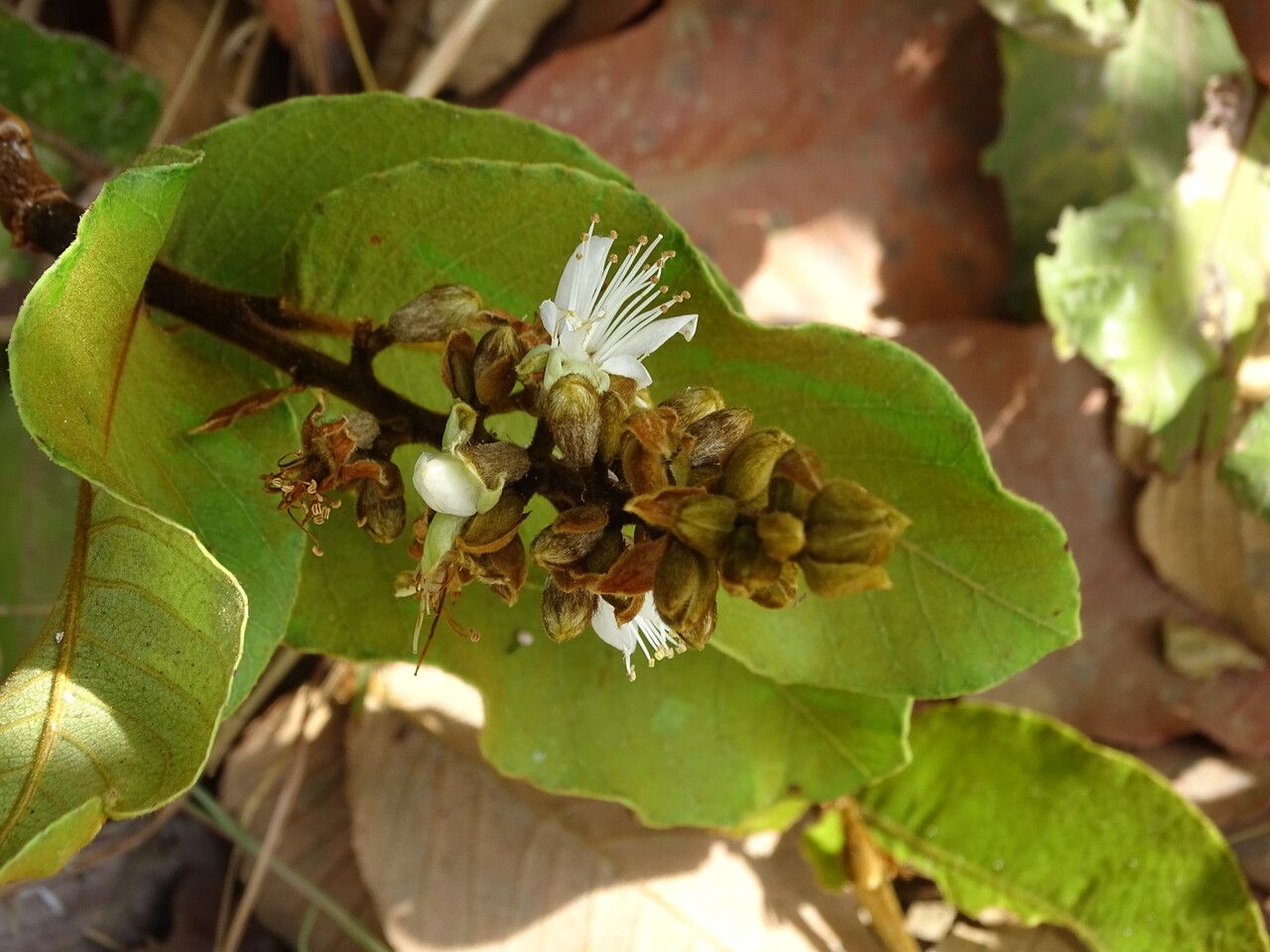 Neocarya macrophylla flower