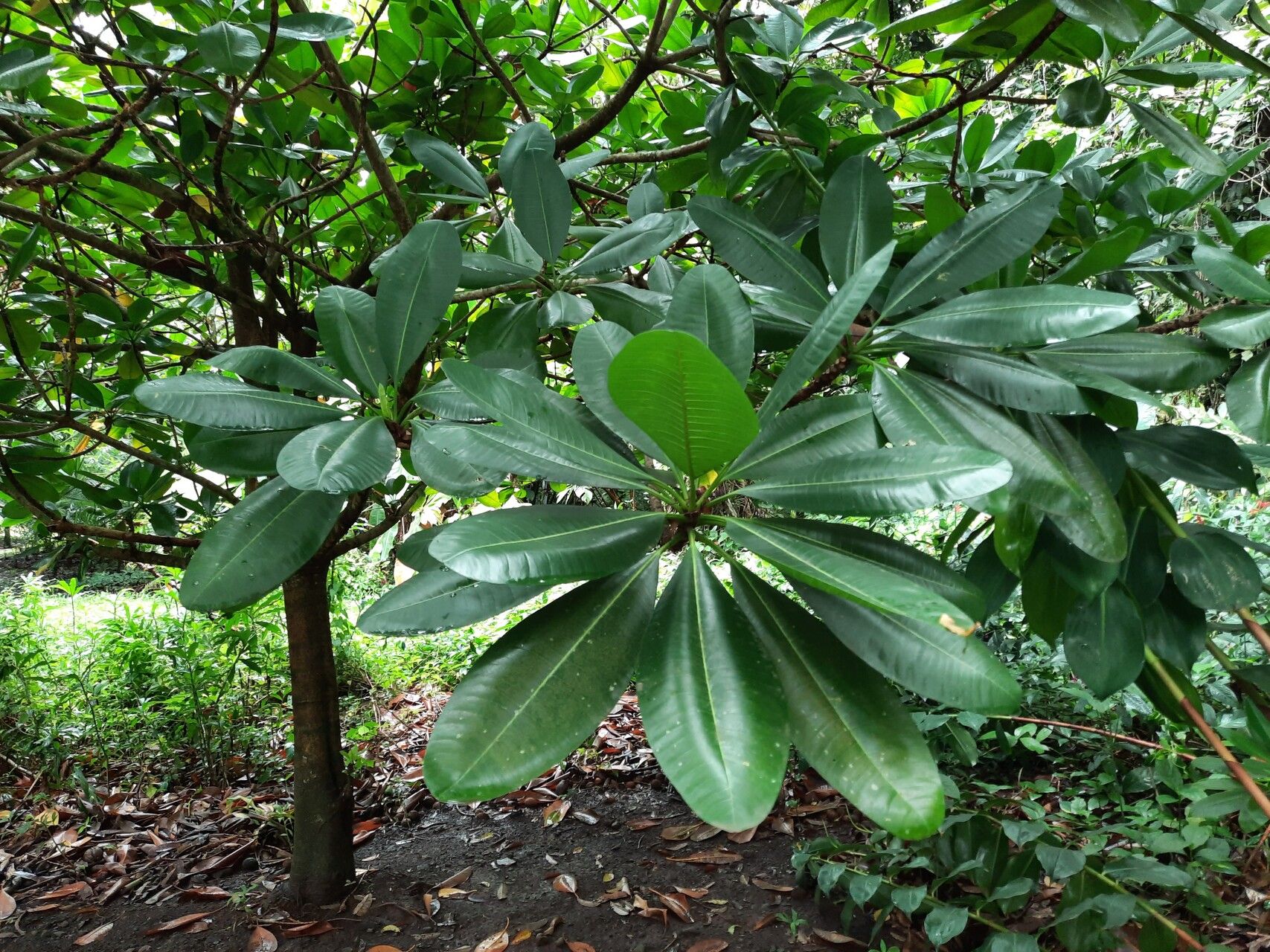 Ochrosia oppositifolia leaf