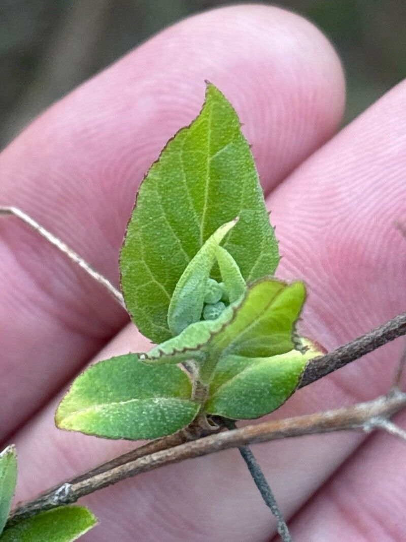 Deutzia pulchra — search result for 'Deutzia'