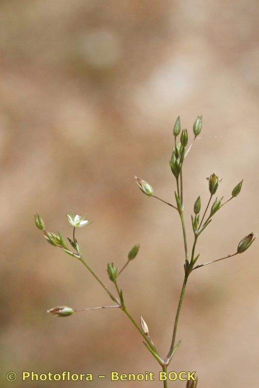 Minuartia mediterranea other