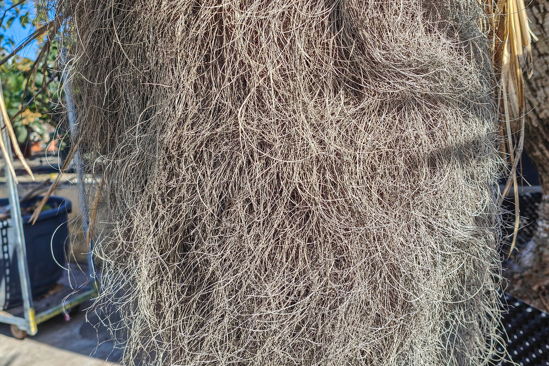 Coccothrinax argentata bark