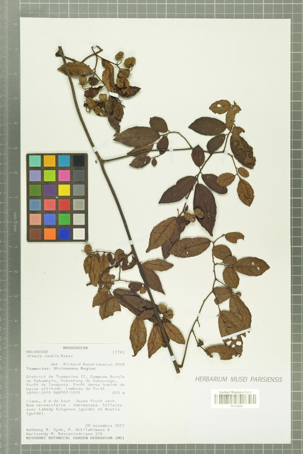 Grewia radula — houseplant care guide