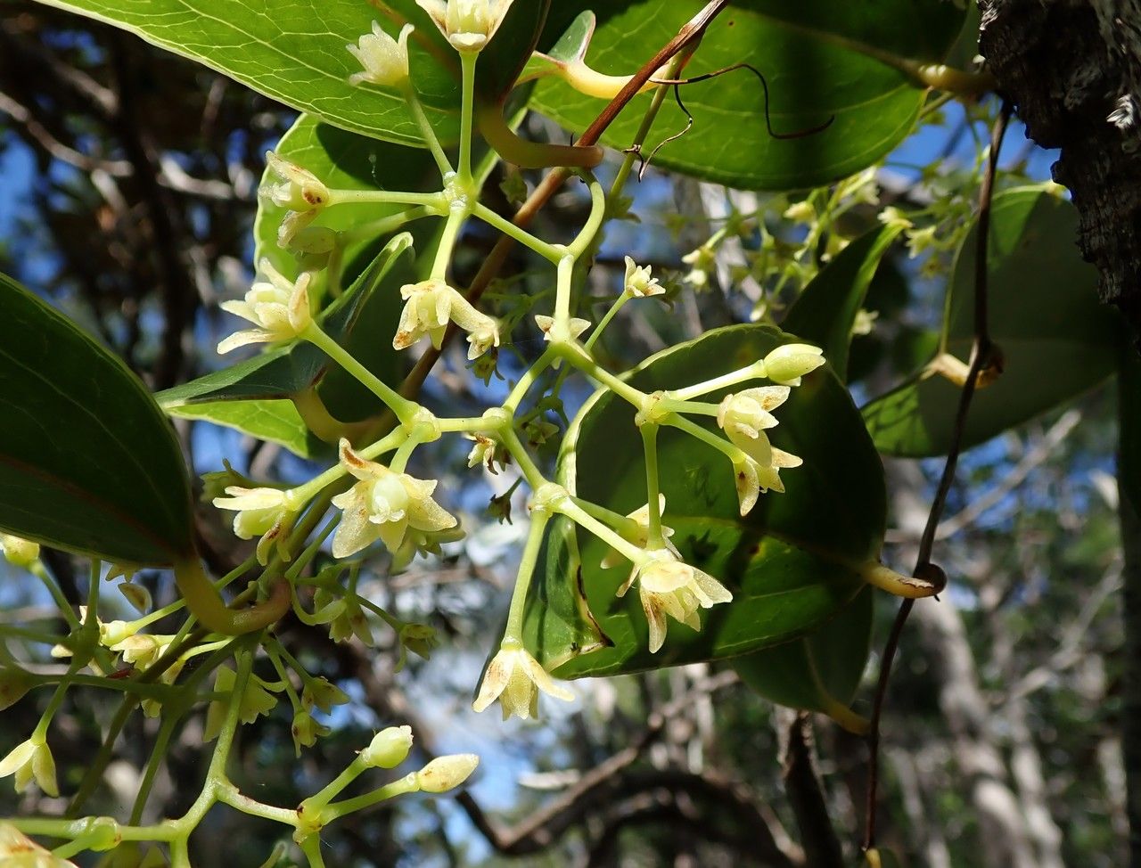 Smilax purpurata flower
