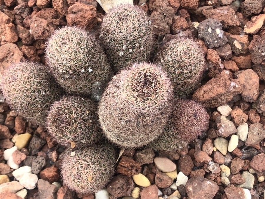 Mammillaria dioica — search result for 'Mammillaria'