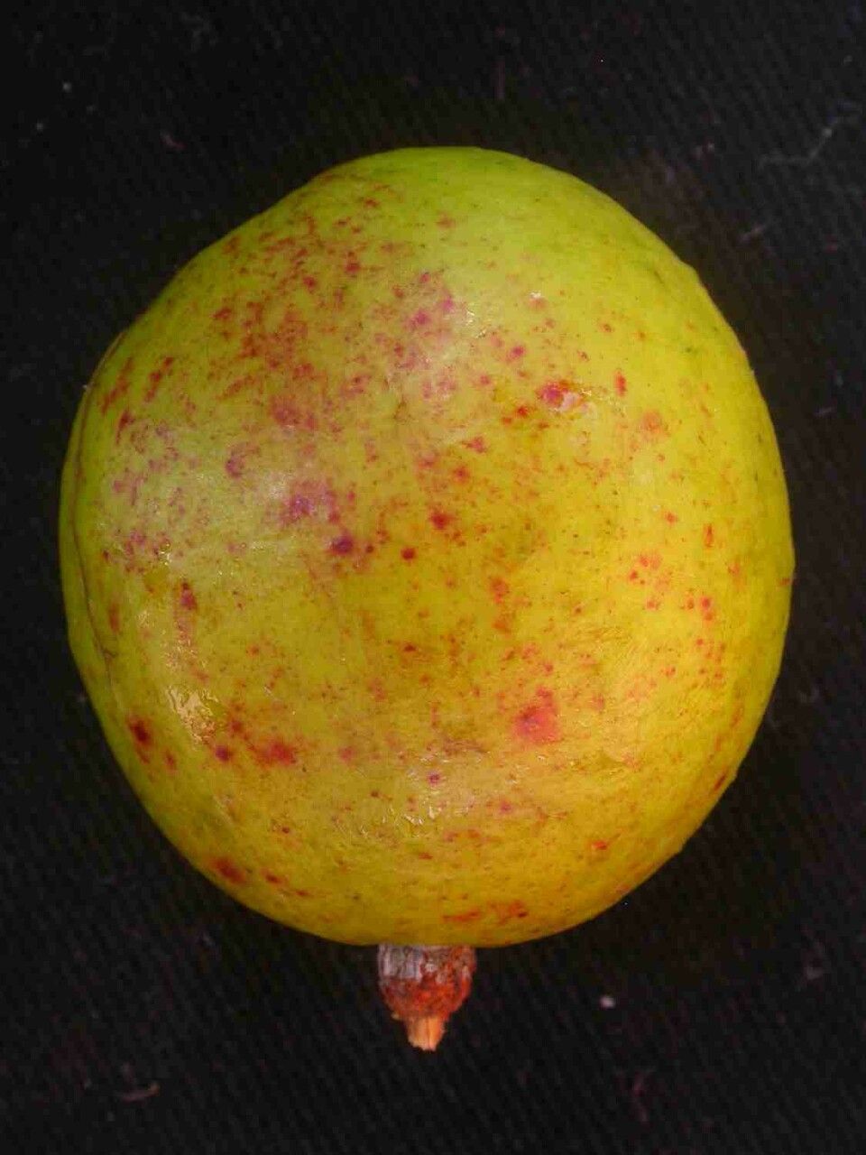 Hancornia speciosa fruit