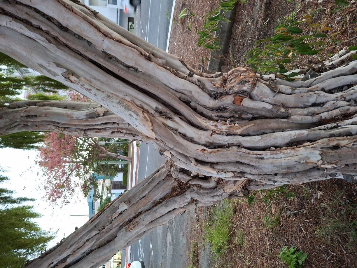 Eucalyptus pulchella bark