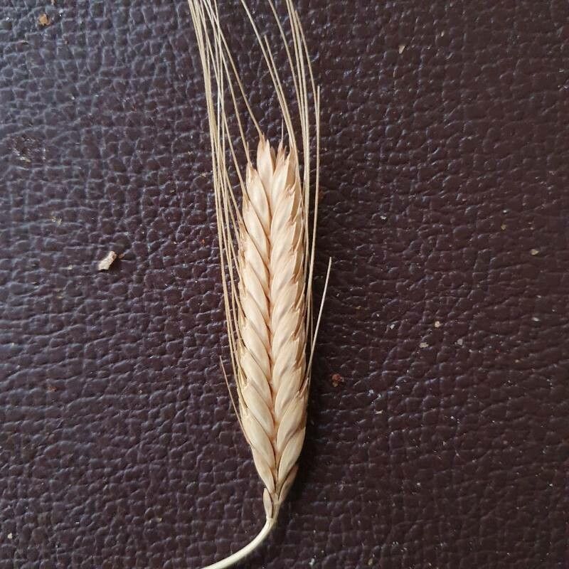 Triticum monococcum fruit