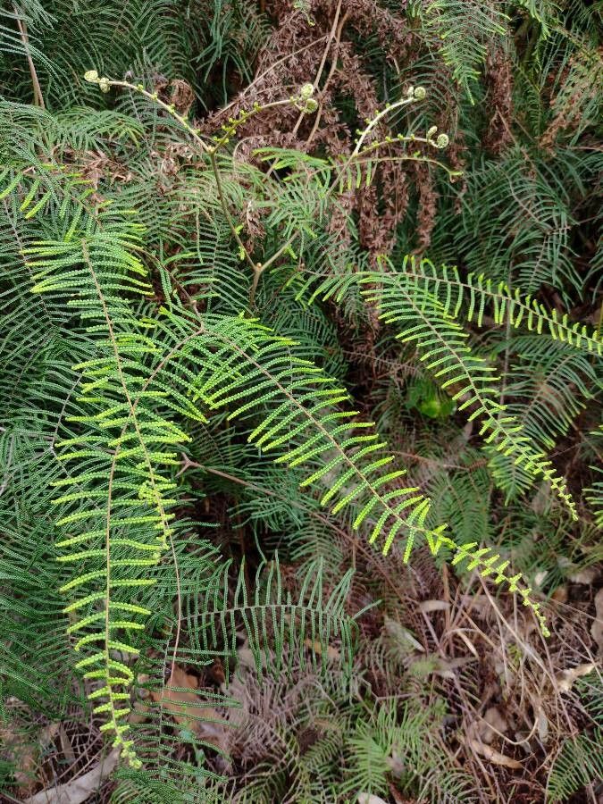 Gleichenia dicarpa leaf